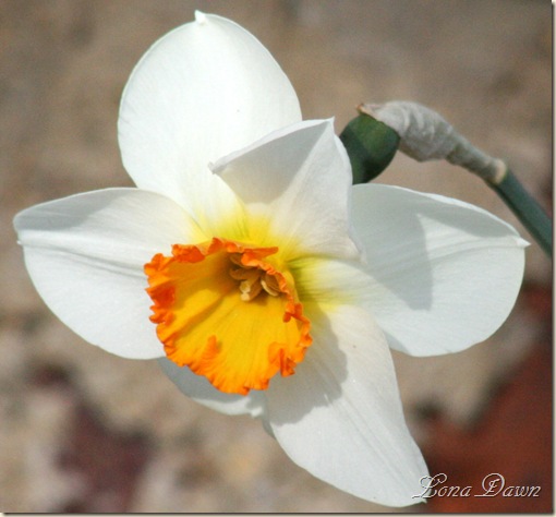 Daffodil2_March31