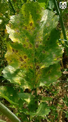 leaf spot of brassica