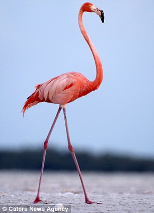  Burung  Flamingo  Kartun