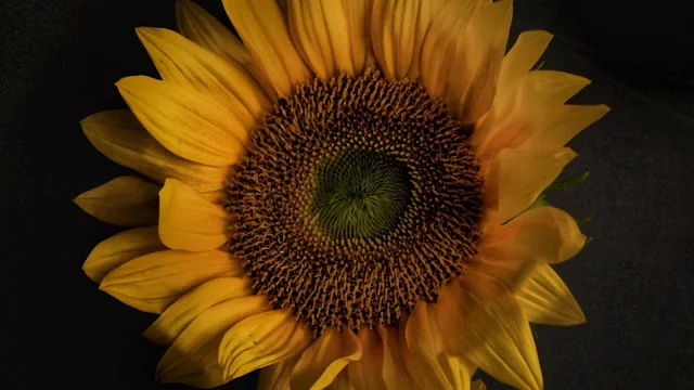 Sunflower, Flowers, Bloom, Yellow Petals