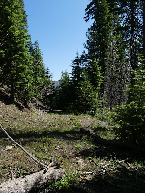 36: tree down on a disused road