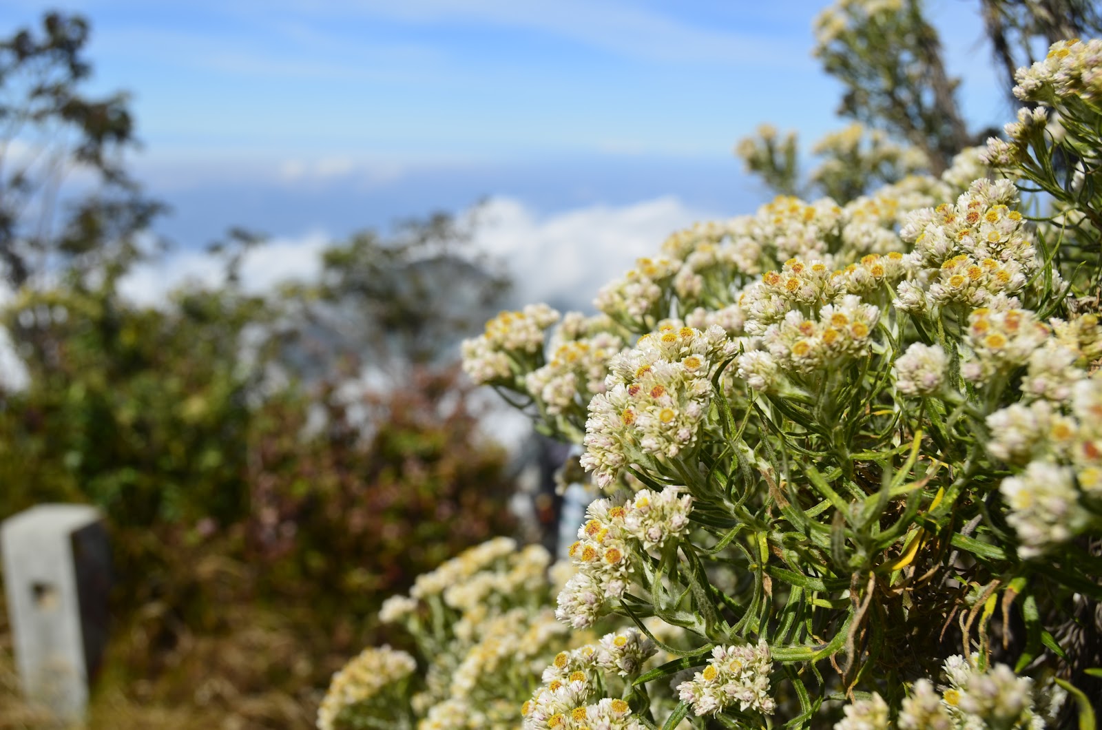 8 gunung di Indonesia dengan pemandangan edelweis terindah ...