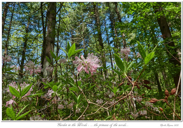 Garden in the Woods: ... the princess of the woods...