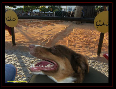 Australian Shepherd in Silves