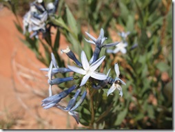 2012-04-16 Fry Canyon, UT (3)