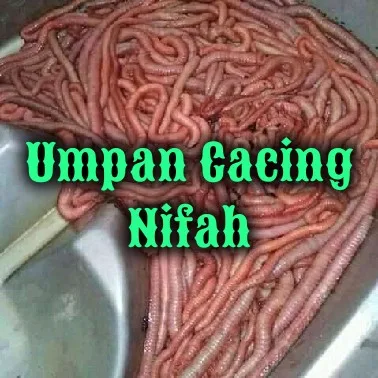 Umpan Cacing Nifah (Pumpun) Untuk Ikan Sungai