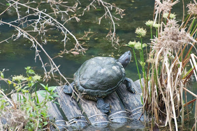 Red-eared Slider (Trachemys scripta elegans) 