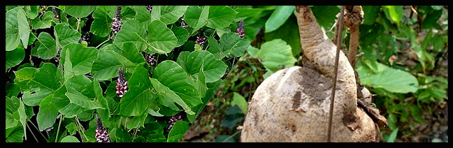 Ayurvedic Herbs Of Nepal PUERARIA TUBEROSA बरालिकन्द Baralikand