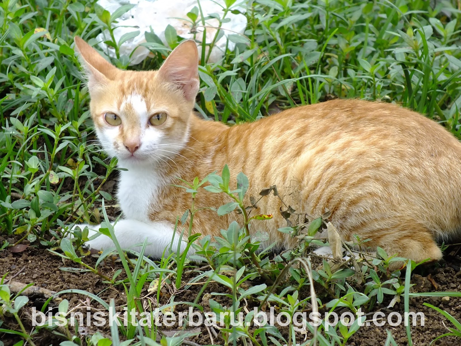 Koleksi Gambar Hasil Fotografer Pemula