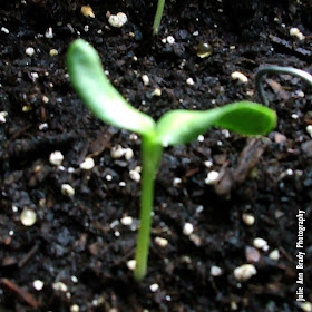 Russian Mammoth Sunflower Seedling at 6 Days