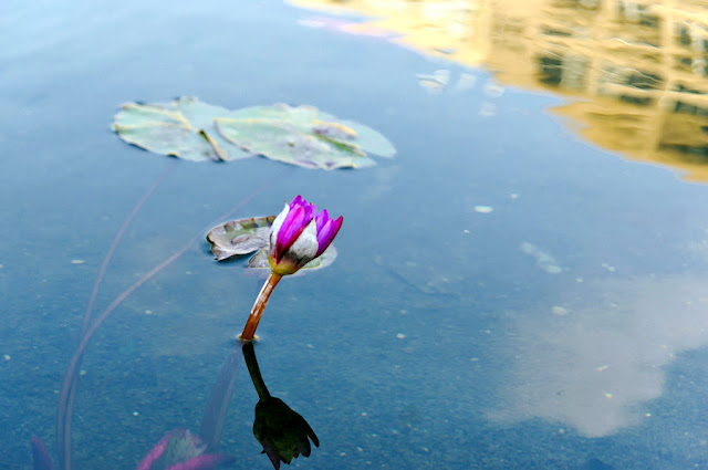 Flower in pool ecosystem in Kikar Rabin's Square | Tel Aviv Spot