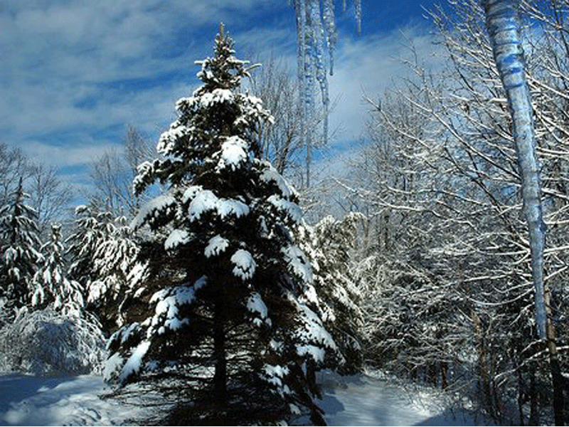 christmas snow scene