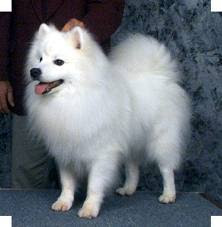 Miniature American Eskimo Dog Breed Information