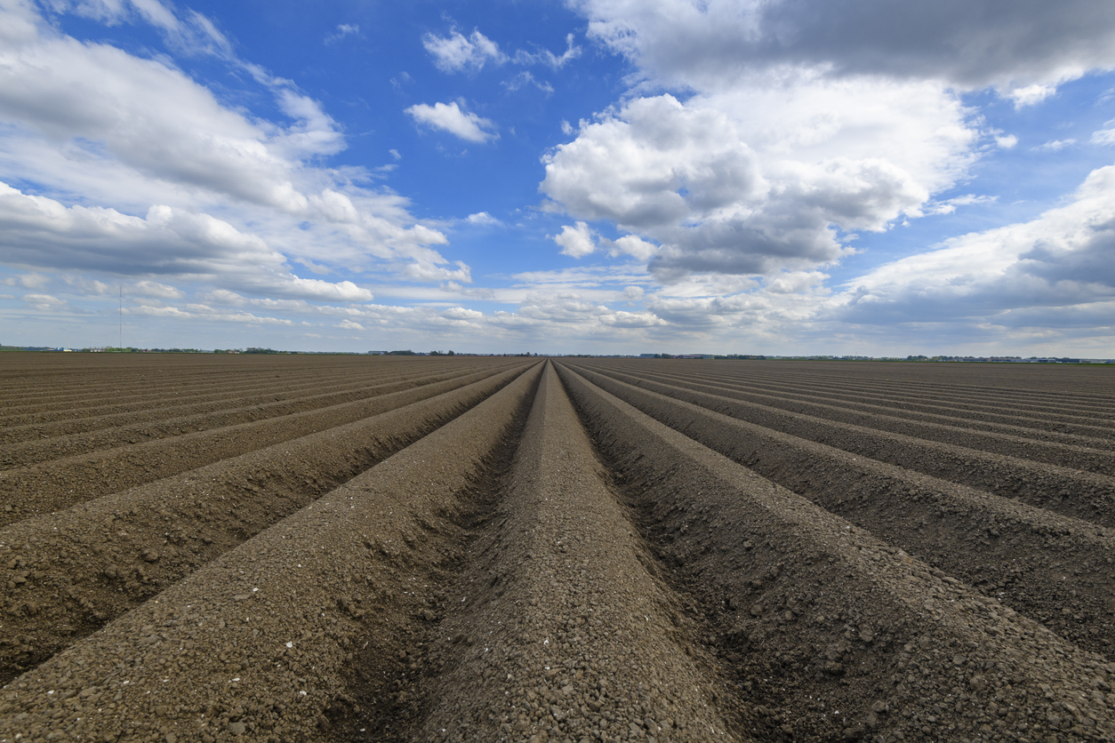 crop, farm field