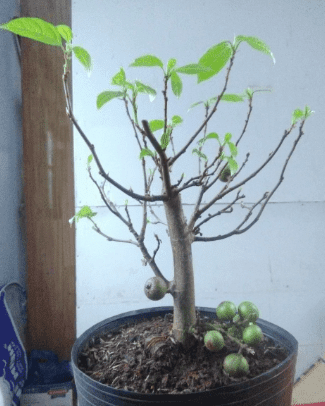 Cây sung bonsai số 2
