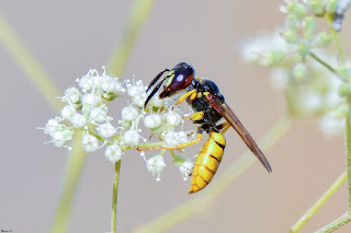 avispa-lobo-de-las-abejas-philanthus-triangulum-en-flor-