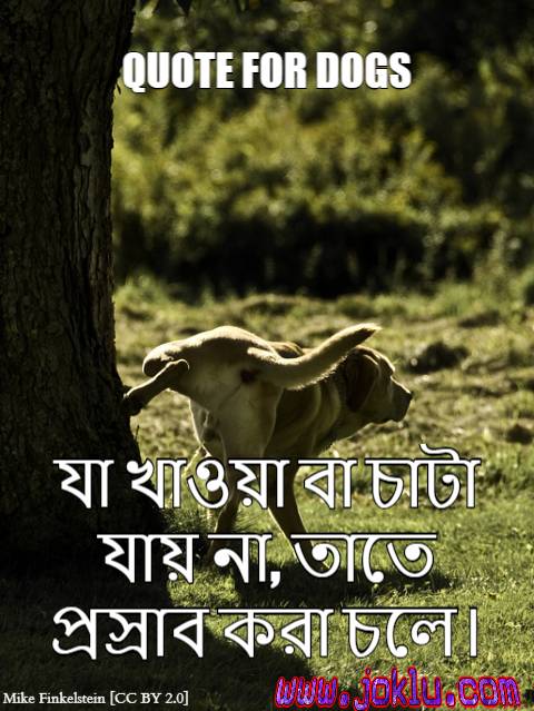 Funny quote for dogs Bengali funny picture