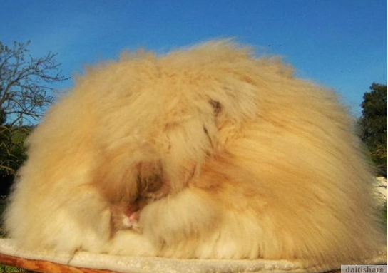 Arnab Angora Dengan Bulu Terpanjang Di Dunia