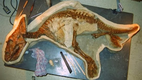 Baby dinosaur skeleton
