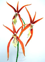 Brassada Orange Orchidee