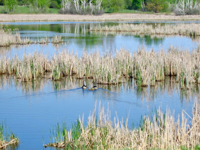 season's first goslings