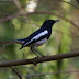 Bird Watching in Bangladesh