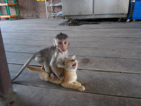 funny animals of the week, monkey plays with cat