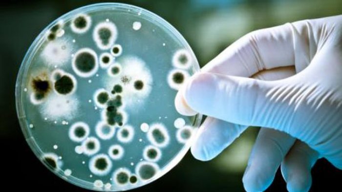 Mengenal Bakteri, Kelompok Organisme Hidup yang Sangat Kecil
