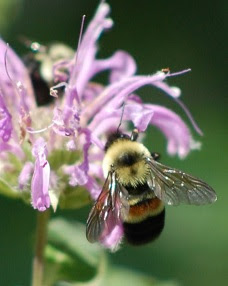 Bombus affinis