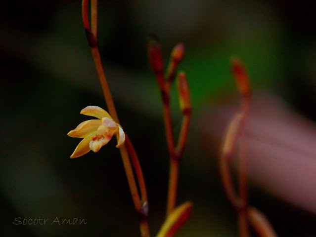 Lecanorchis suginoana