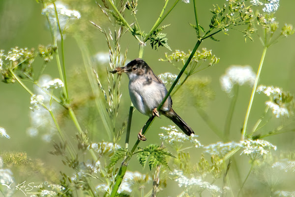 Reed warbler