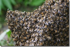 Honey Bees Honey Bees