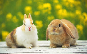 Cute Rabbits 3