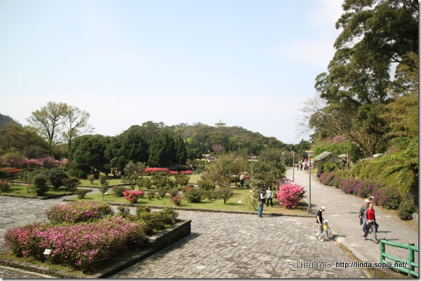 2010陽明山花季-杜鵑茶花園