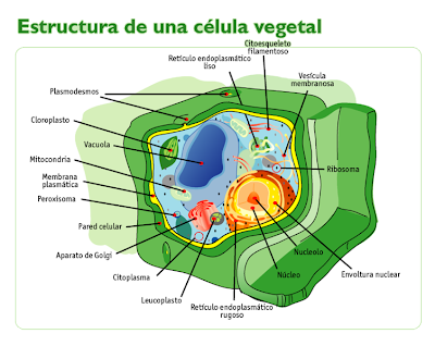 celula vegetal e animal. celula vegetal y celula animal. Célula Vegetal. (Fig. 2); Célula Vegetal. (Fig. 2). leon44. Mar 31, 02:47 PM. I like it,