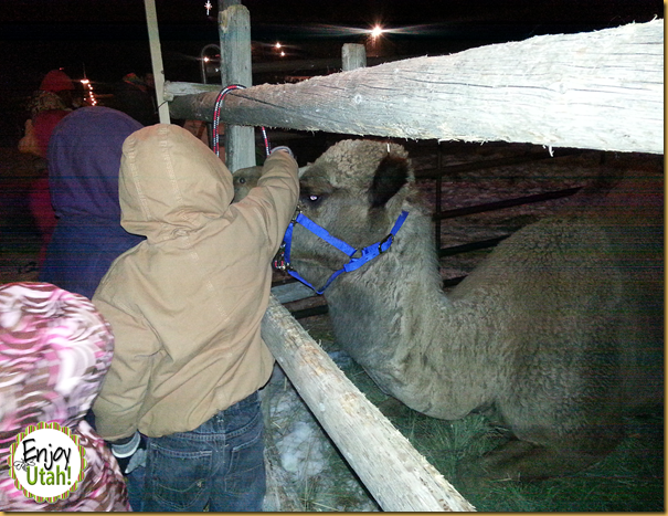 camel