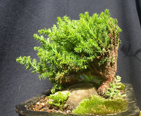 Juniperus Procumbens Nana bonsai - Kabudachi style