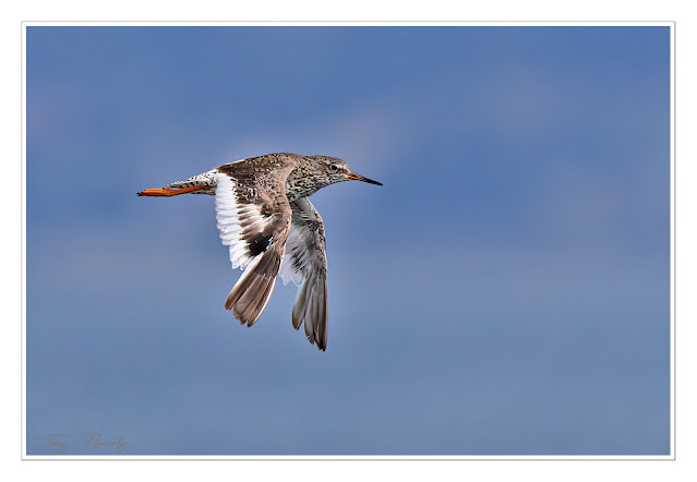this is an image of a redshank in flight in July