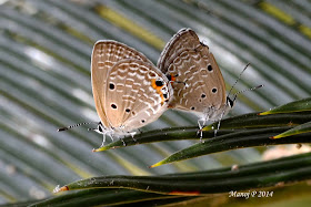 Plains Cupid - Chilades pandava