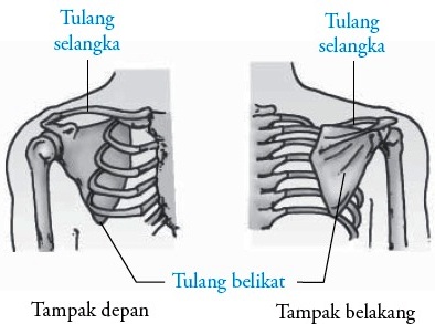 seputar kandungan Tulang  Anggota Gerak Atas