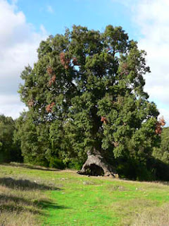 Encina de las tres patas