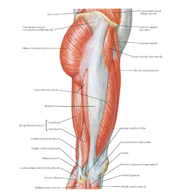 Muscles of Hip and Thigh: Lateral View Anatomy