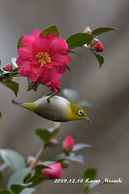 山茶花にメジロが来てくれました