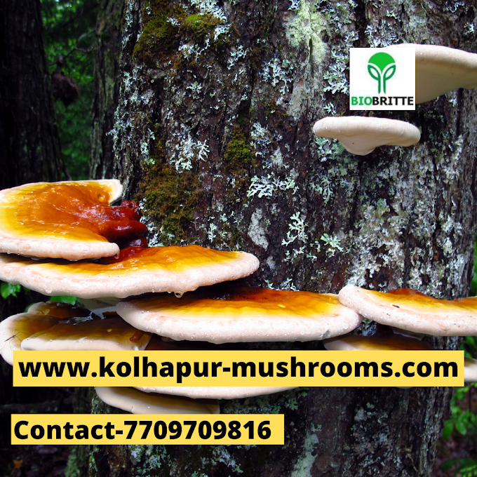 Scope Of Reishi Mushroom In Madinat ash Shamal | Buy Ganoderma Mushroom Spawn In Qatar | Mushroom Products Exporter