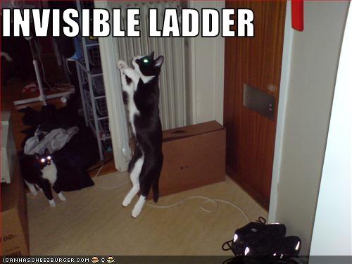 LOLcats - invisible object