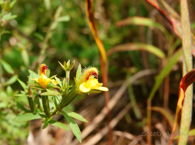 Siphonostegia chinensis