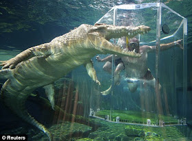 7 Binatang Laut Paling Berbahaya di Dunia - raxterbloom.blogspot.com