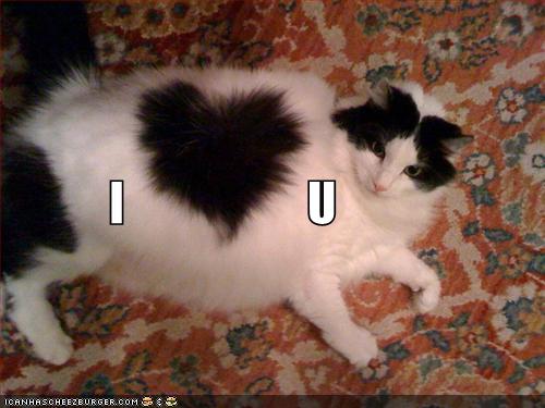 Download Funny Pictures: Funny I love you