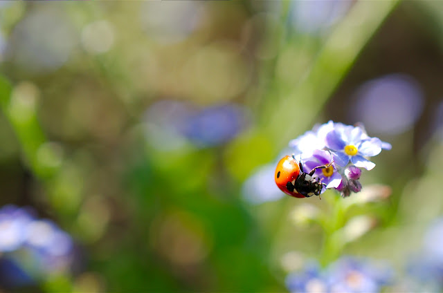 Adulto de Coccinella septempunctata