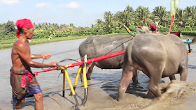 <img src=Makepung".jpg" alt=" Unique Cultural Traditions Makepung Yang Hanya Ada Di Indonesia[1] ">